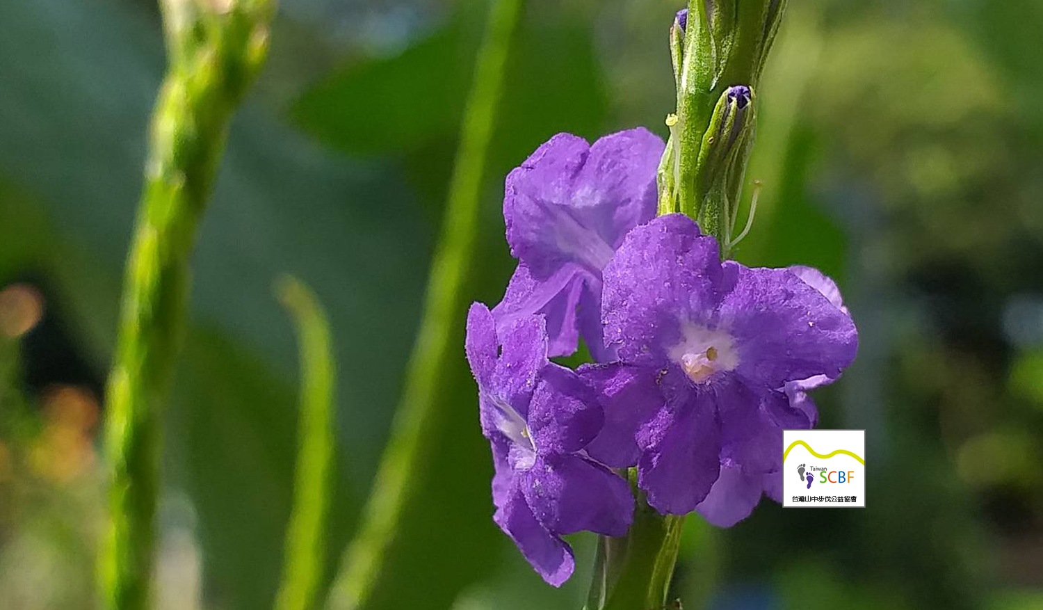 Blue Flowers