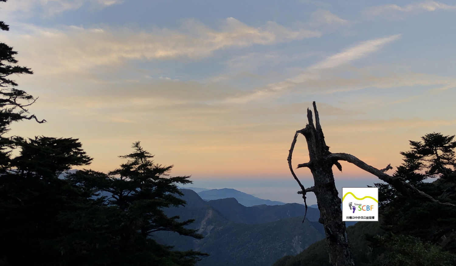 dead tree in mountain